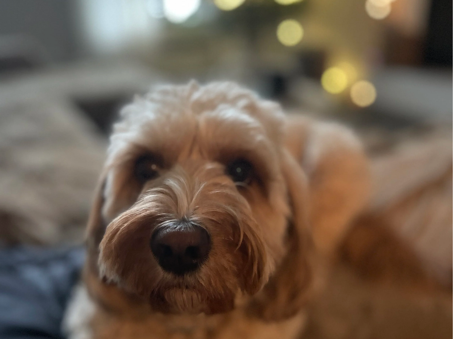 Goldendoodle relaxing at home after a mobile dog grooming visit