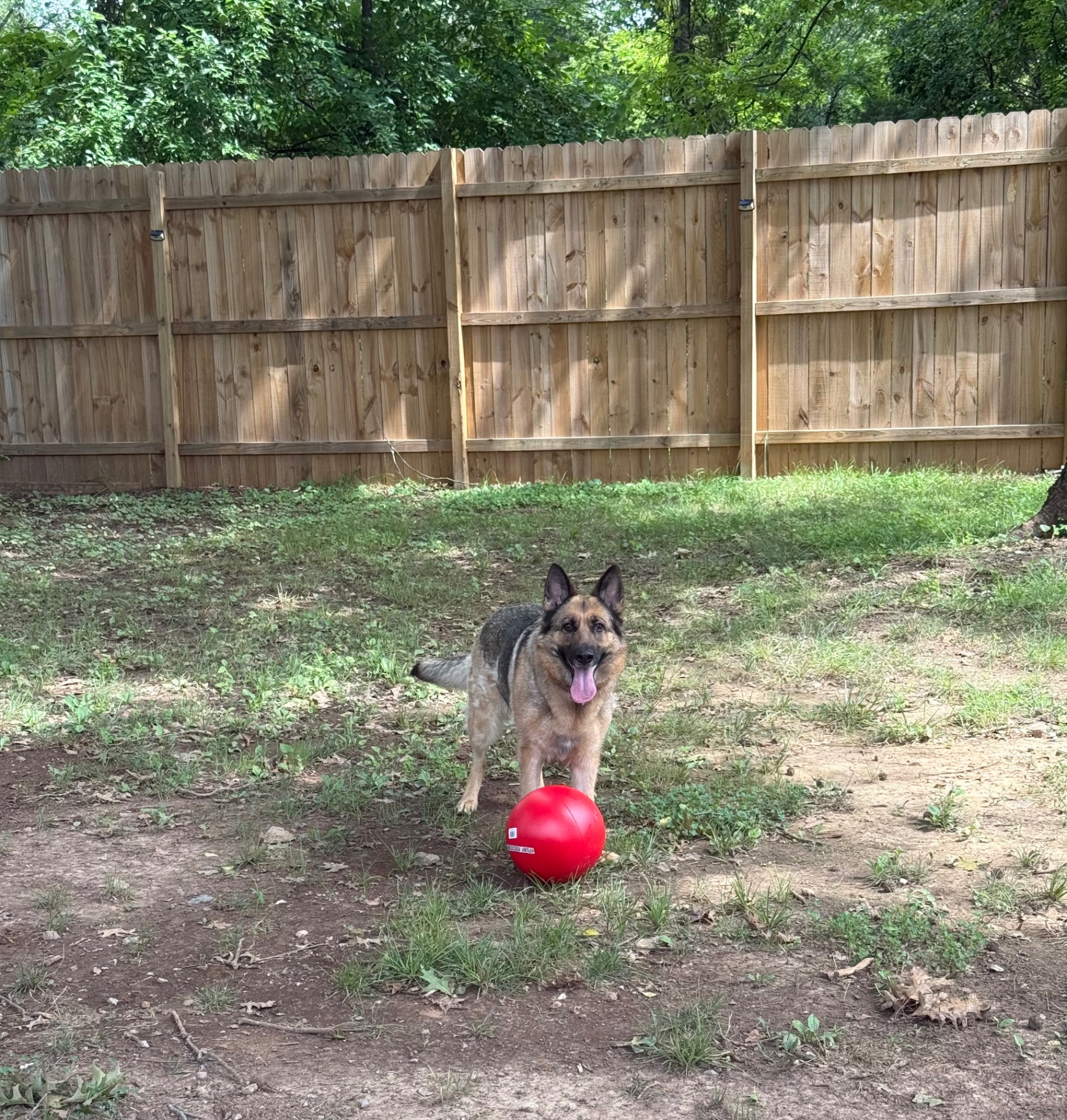 German shepherd with a ball in the fenced play yard during dog daycare