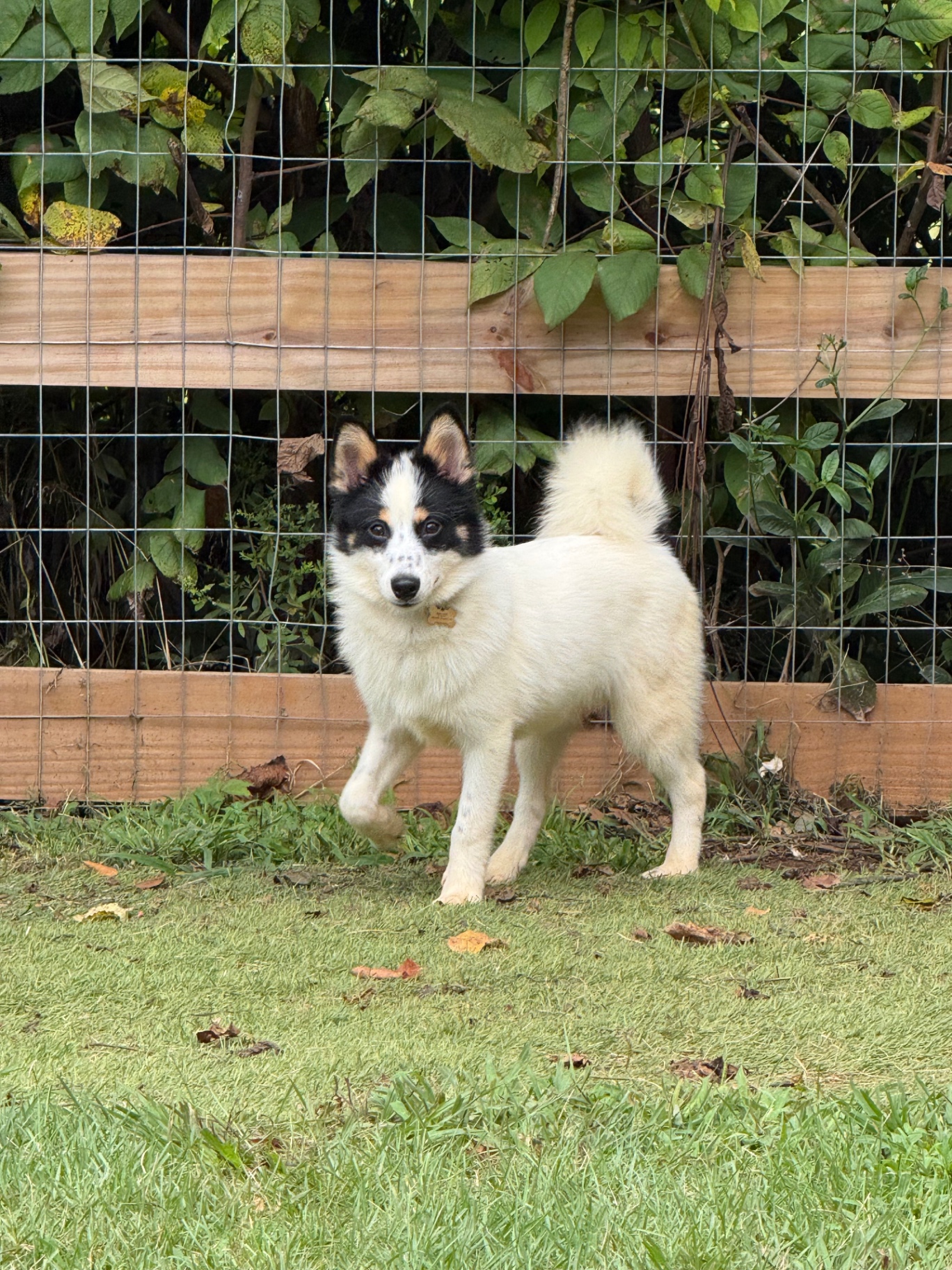 Fluffy white pomeranian mix by the fence during cage-free dog boarding