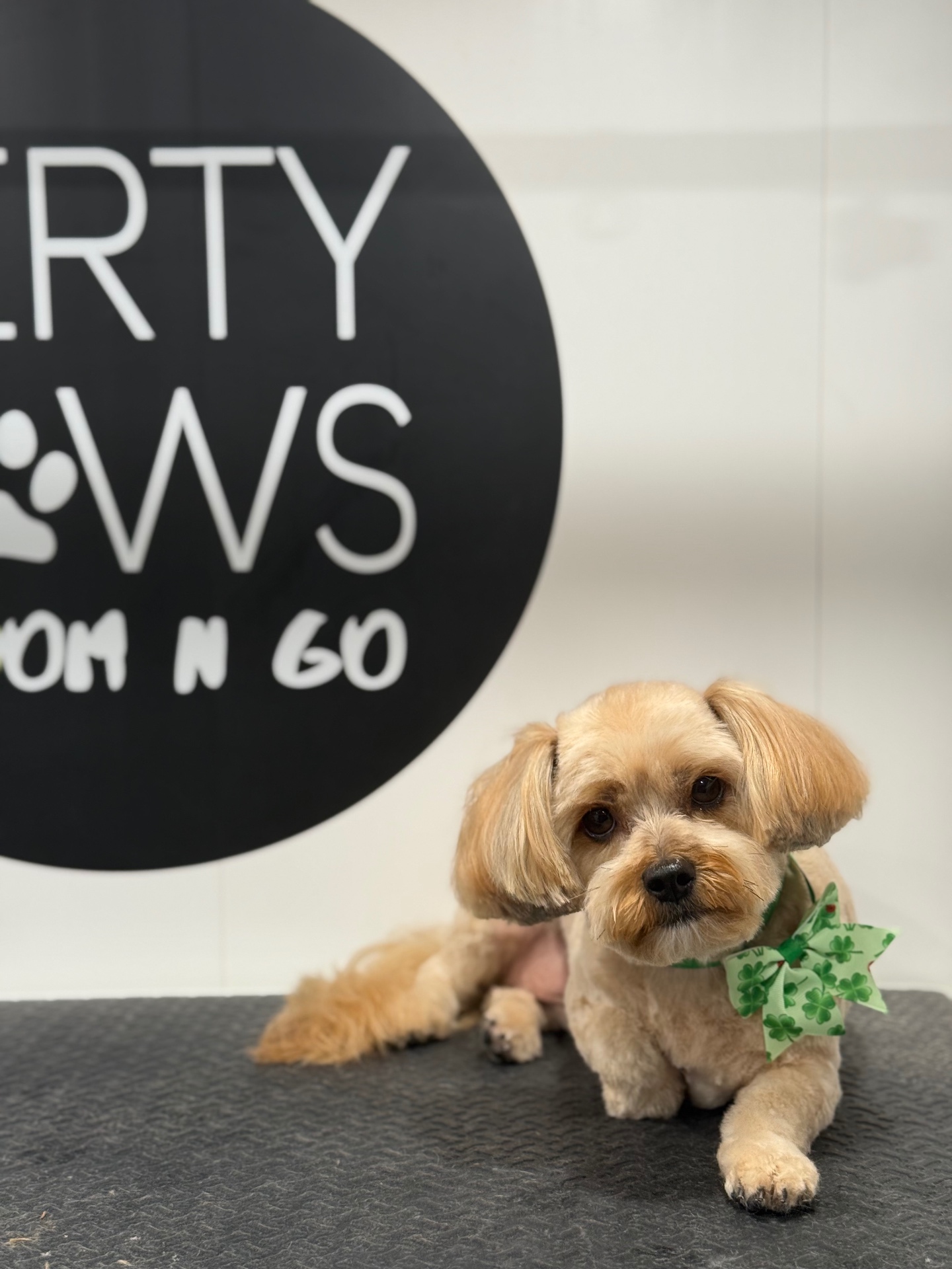 Shih tzu mix in a shamrock bow tie after a salon dog groom in Murfreesboro