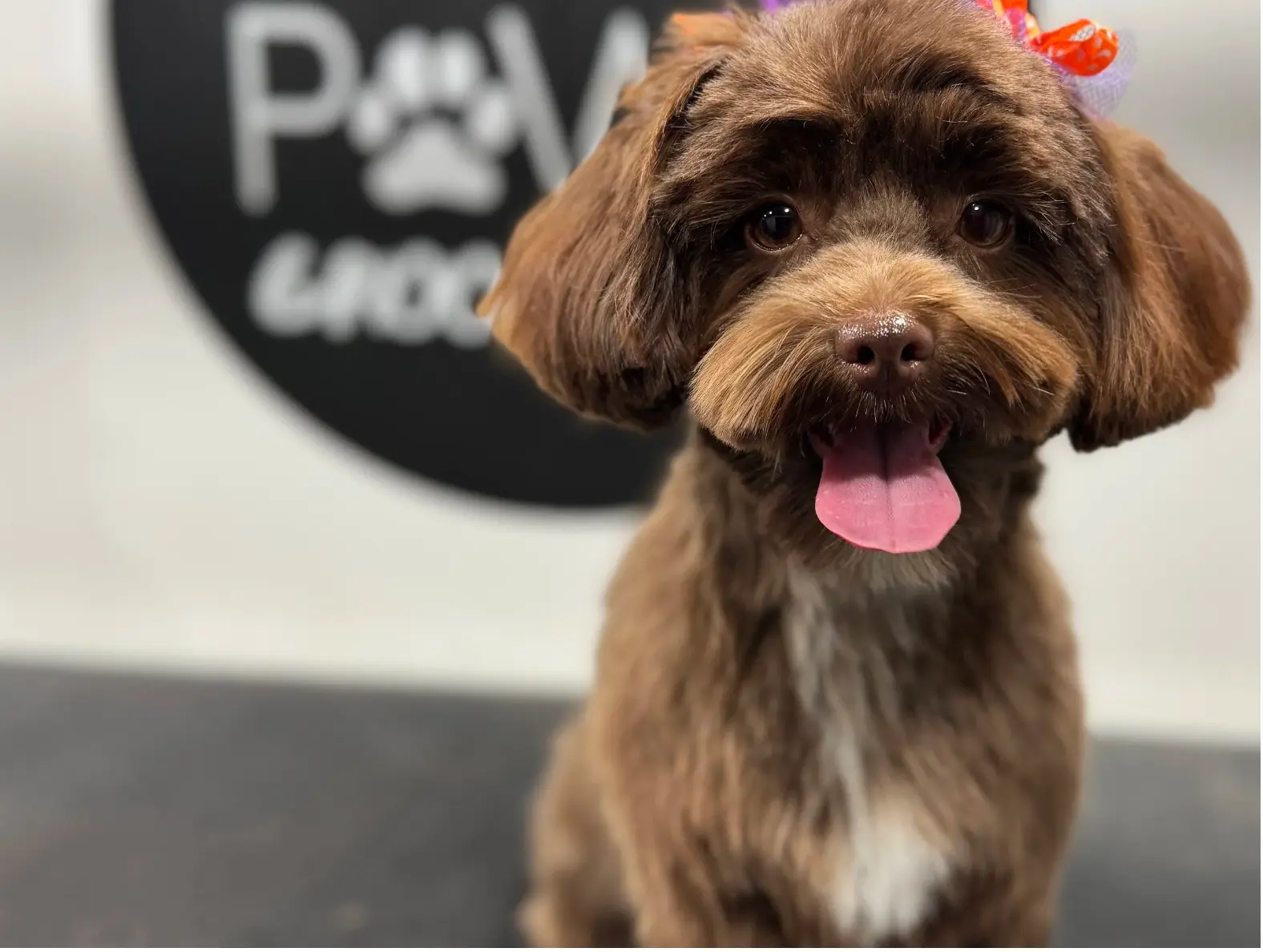 Chocolate doodle freshly groomed at Dirty Paws Groom n Go in Murfreesboro, TN