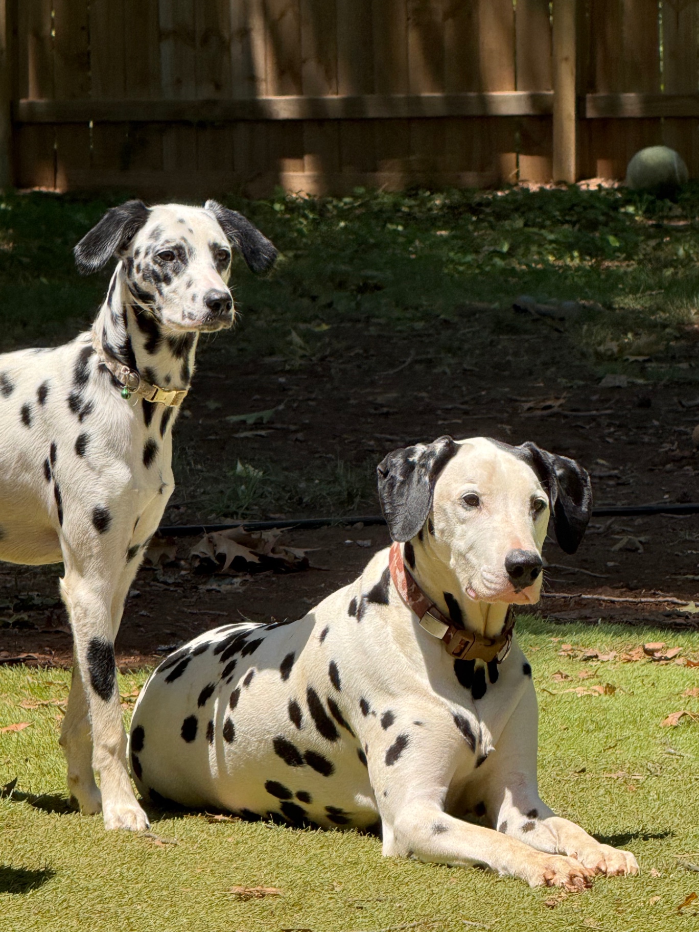 Two dalmatians relaxing in the shaded fenced yard during dog boarding